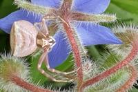 Thomisus onustus