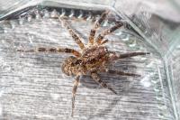 Zoropsis spinimana