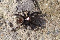 Pseudeuophrys erratica