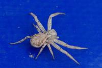 Xysticus