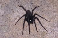 Segestria florentina