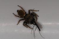 Heliophanus