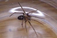 Steatoda grossa
