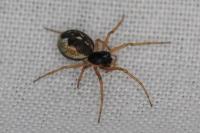 Pachygnatha