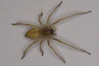 Cheiracanthium