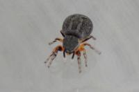 Ballus rufipes