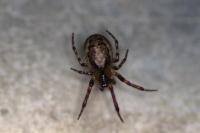 Zygiella x-notata
