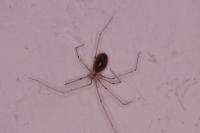 Pholcus phalangioides