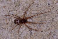 Steatoda grossa