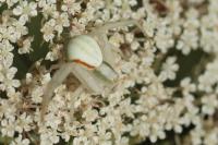 Misumena vatia