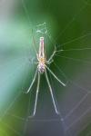 Tetragnatha extensa