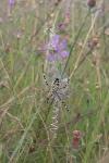 Argiope bruennichi