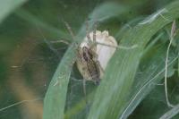 Agelena labyrinthica