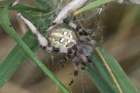 Araneus quadratus