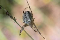 Araneus diadematus