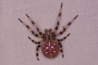 Araneus quadratus