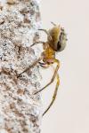 Zygiella x-notata