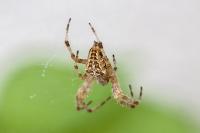 Araneus diadematus