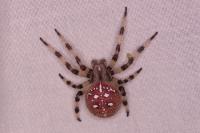 Araneus quadratus