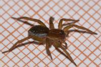 Piratula