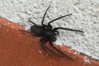 Segestria florentina