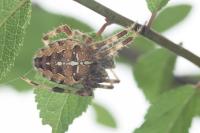 Araneus diadematus