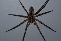 Zoropsis spinimana