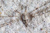 Dicranopalpus ramosus