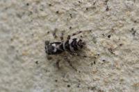 Salticus scenicus
