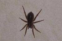 Trochosa