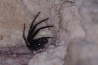 Segestria florentina