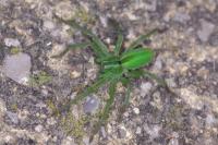 Micrommata ligurina
