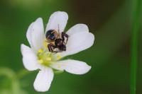 Synema globosum