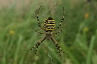 Argiope bruennichi