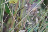Argiope bruennichi