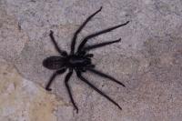 Segestria florentina