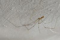 Pholcus phalangioides