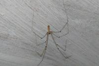 Pholcus phalangioides