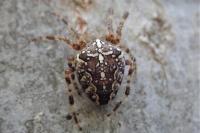 Araneus diadematus