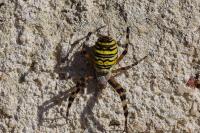 Argiope bruennichi