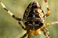 Araneus diadematus