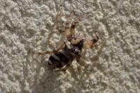 Salticus scenicus