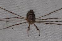 Dicranopalpus ramosus