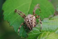 Araneus diadematus