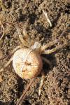 Araneus diadematus