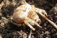 Araneus diadematus