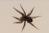 Pardosa