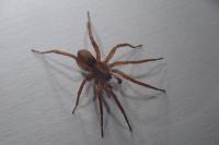 Trochosa