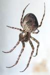 Metellina merianae