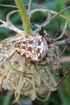 Araneus diadematus
